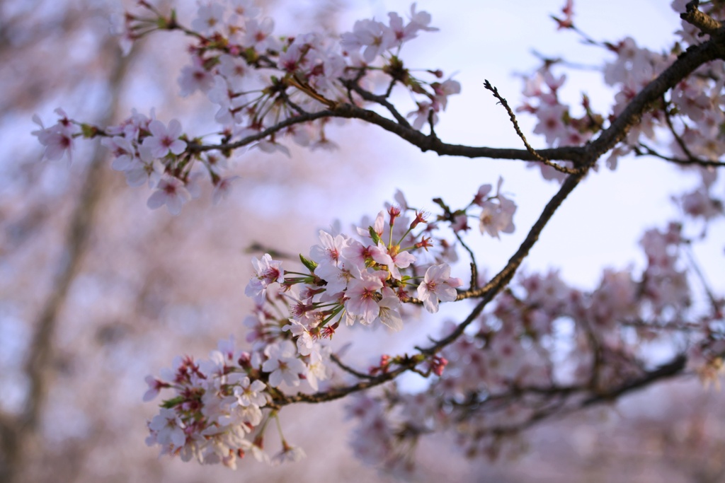2023桜11