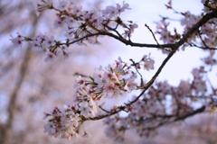 2023桜11