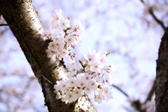2023桜17