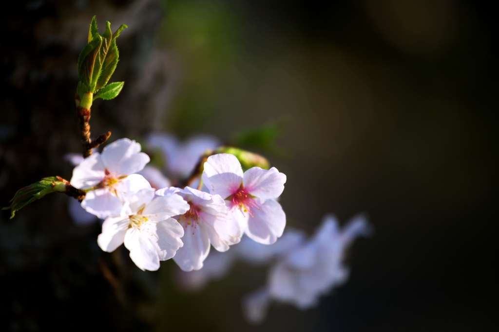 2025桜４−７
