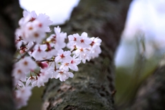 2025桜２−７