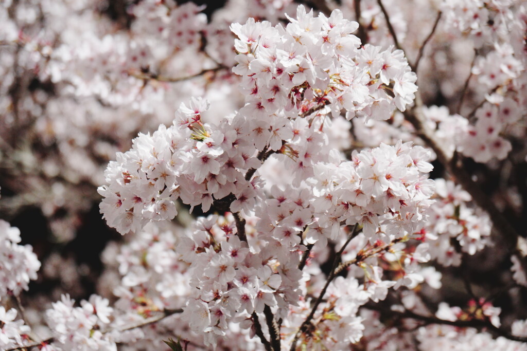 2025桜６−３