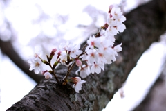 2025桜３−２
