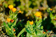 なんて花だろう?1