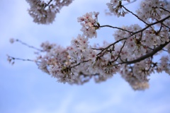 2023桜12