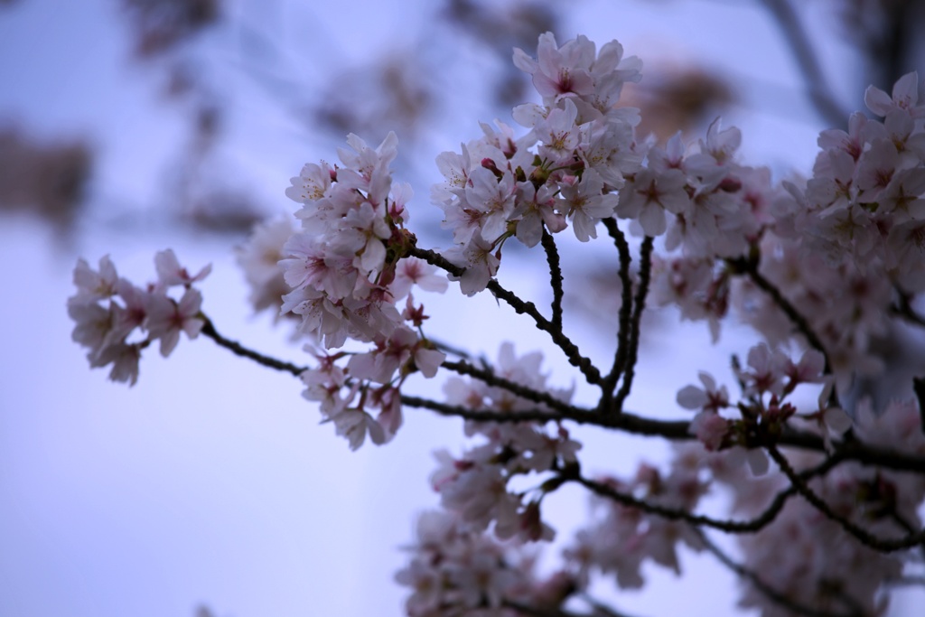2023桜10