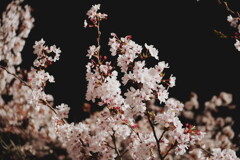 2025桜６−２