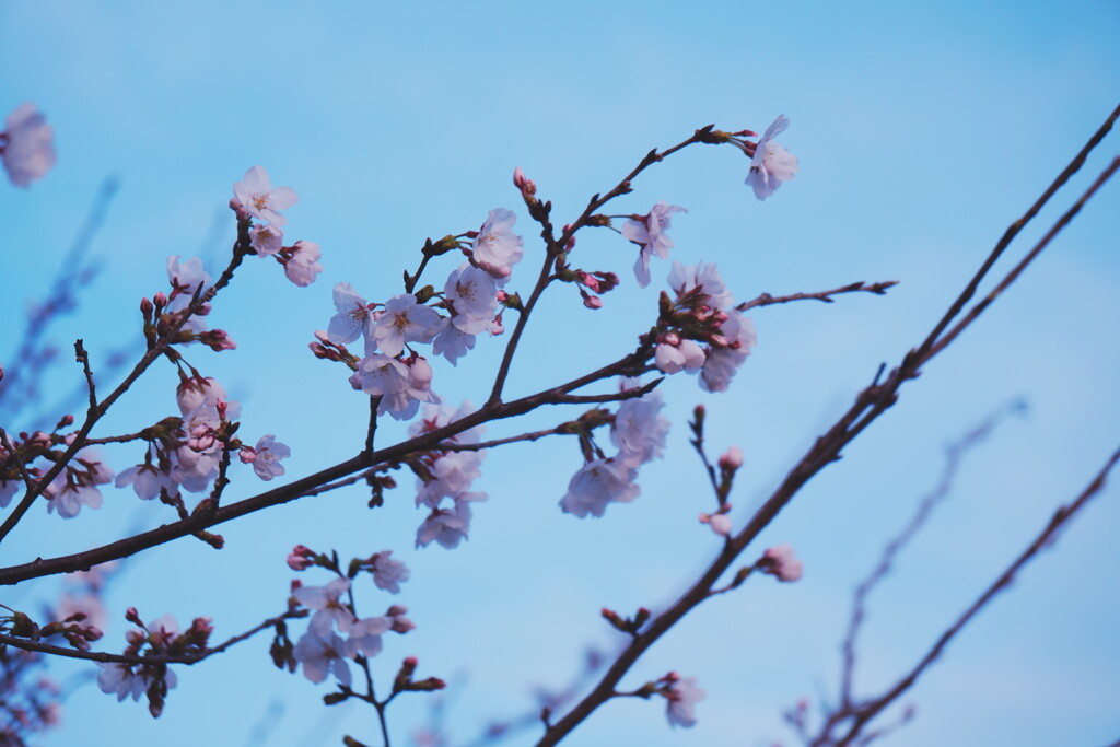 2025桜１