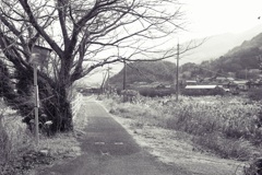 カーブミラーと道