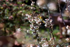ブルーベリーの花