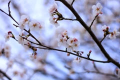 2025桜３−１