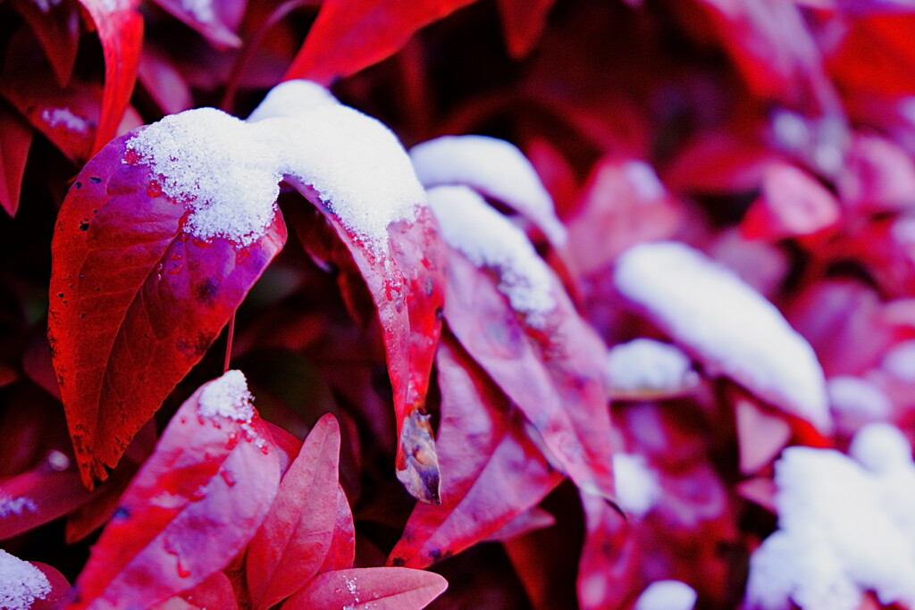 雪降った１