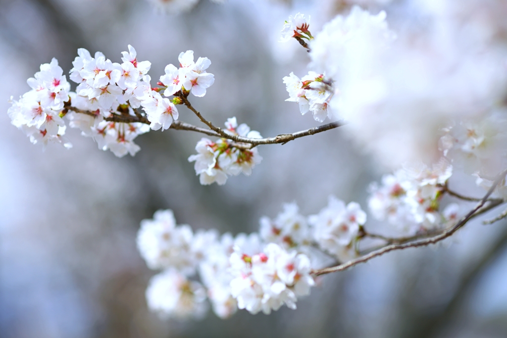2025 桜２−１