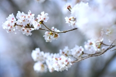 2025 桜２−１