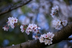 2023桜14