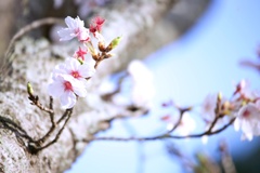 2023桜16