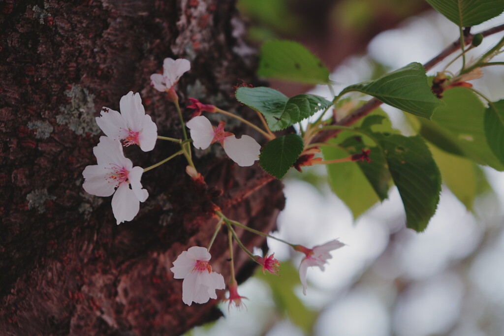 2025桜７−１