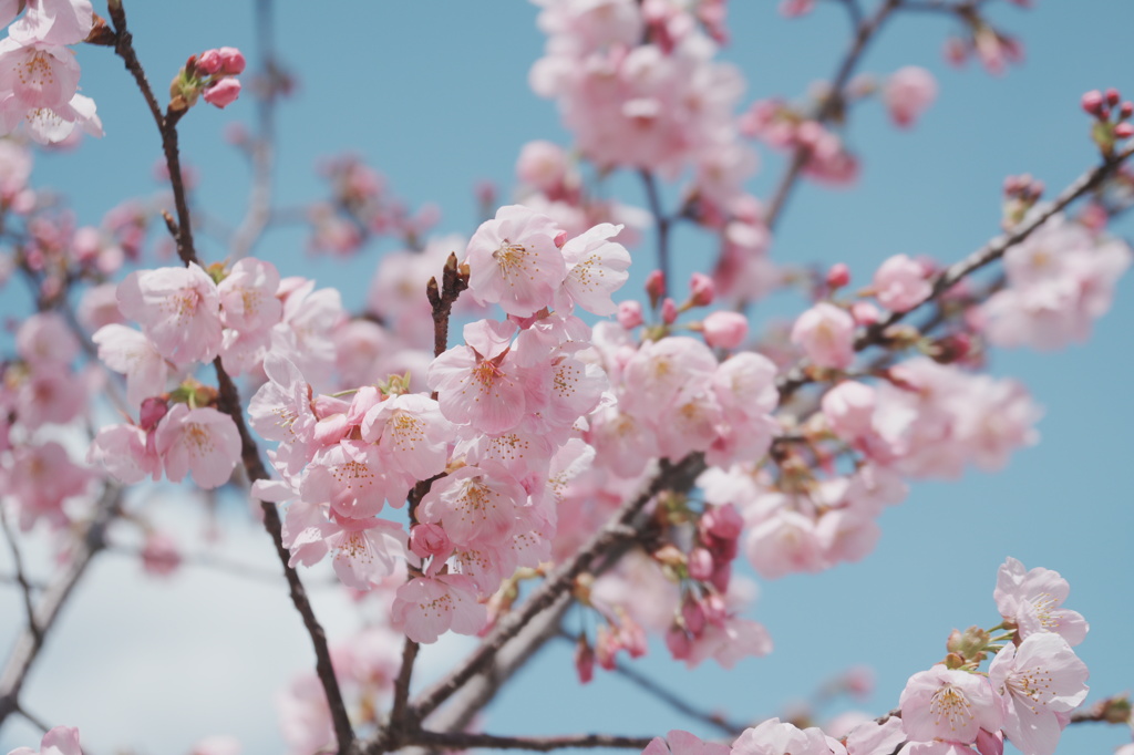2025桜７