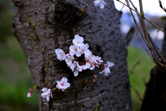 2025桜３−４