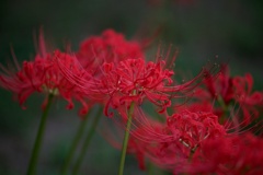IMG_6772