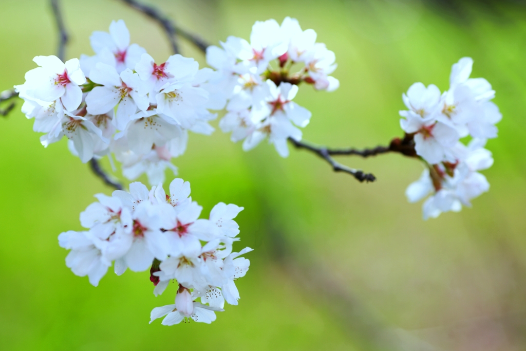 2025桜２−４