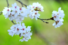 2025桜２−４