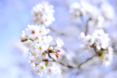 2025桜３−５