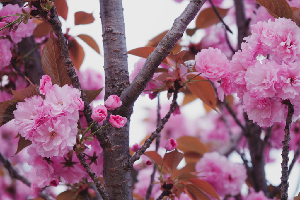 2027桜７−３