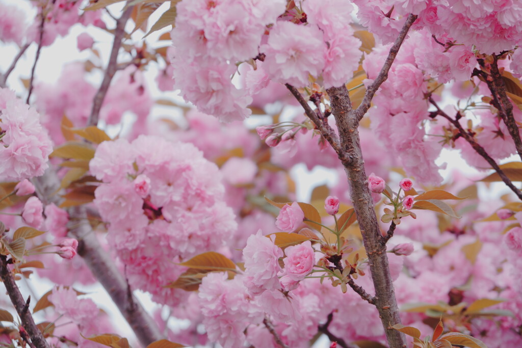 2025桜７−５