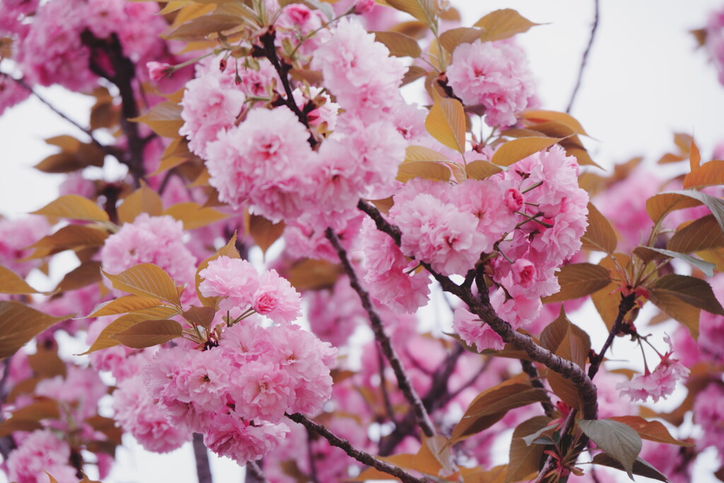2025桜７−２