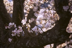 2023桜９