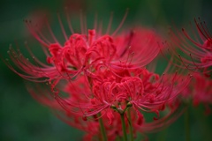 IMG_6767