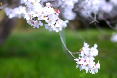 2025桜３−７