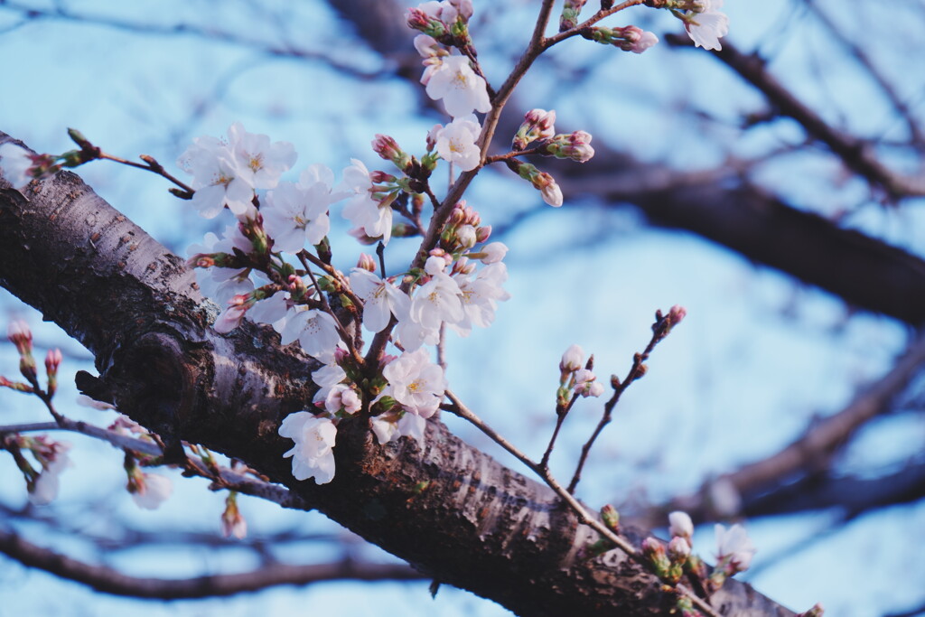 2025桜２