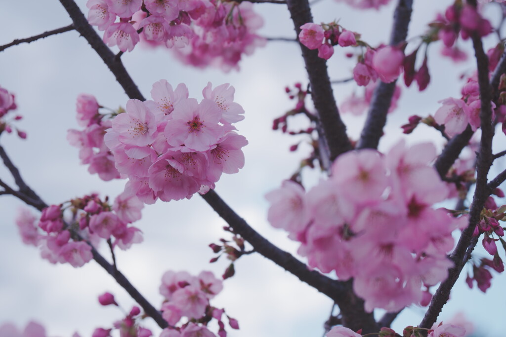 2025桜５
