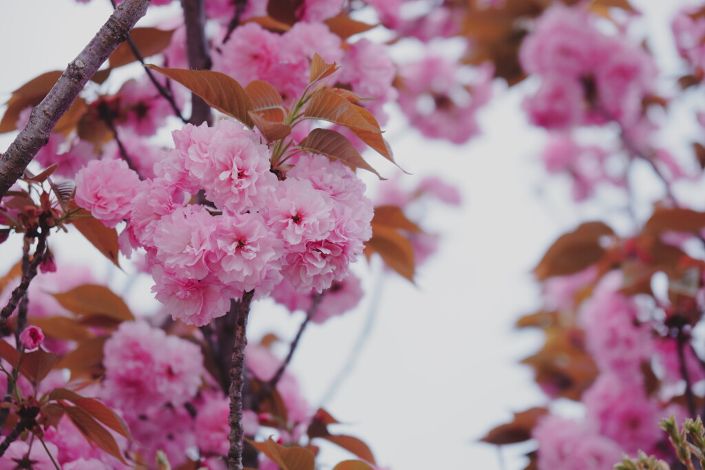 2025桜７−４