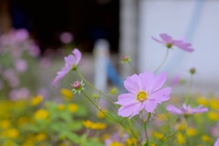 コスモス