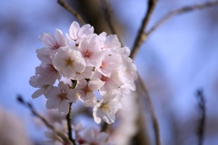 2023桜18