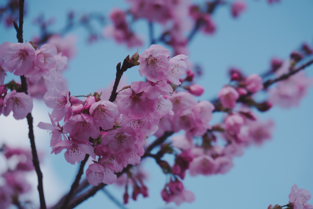 2025桜６