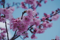 2025桜６