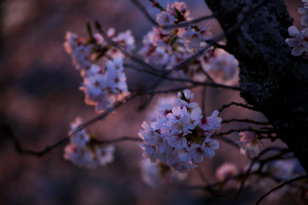2025桜４−１