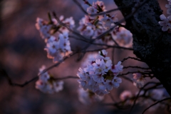 2025桜４−１