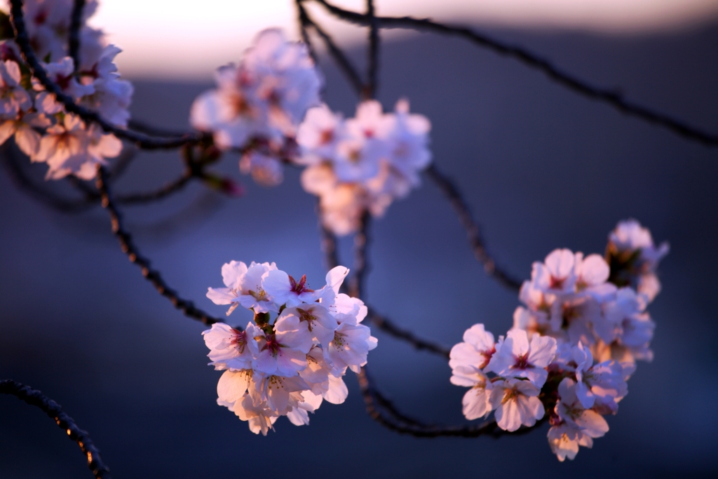 2025桜４−２