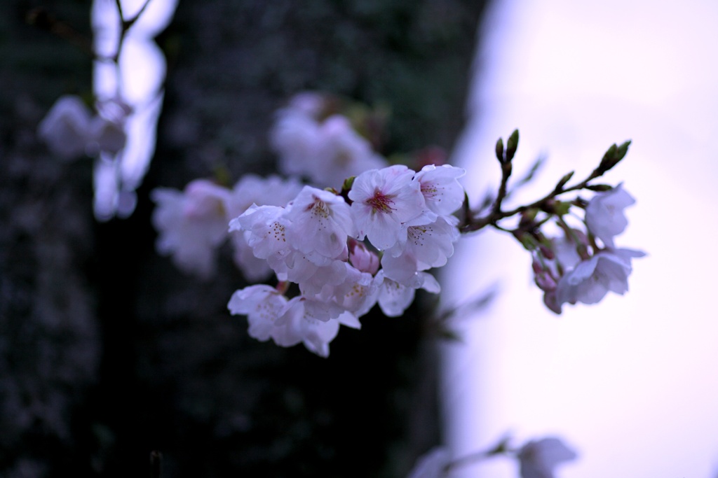 2023桜７