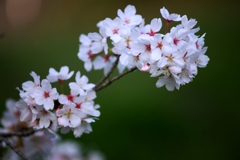 2025桜４−６