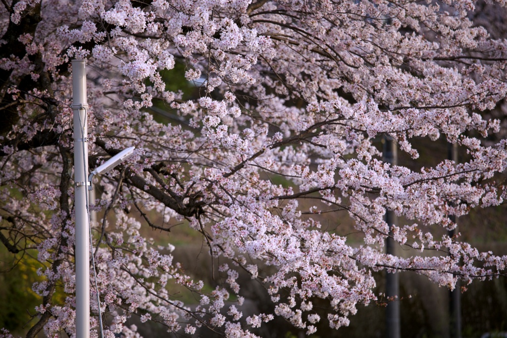 2023桜13