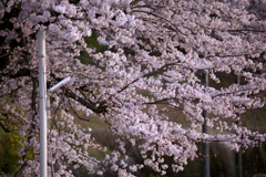 2023桜13