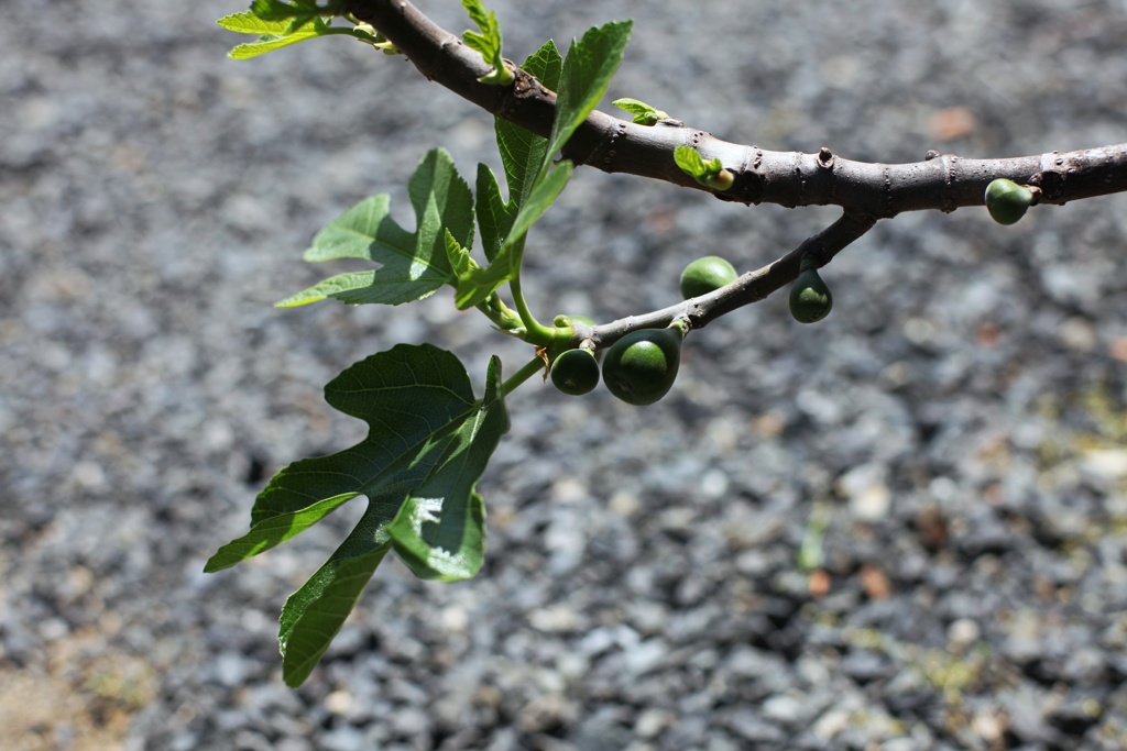 無花果