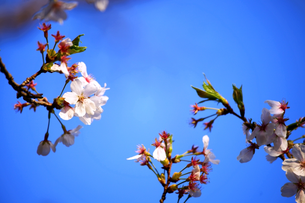 2025桜４−９