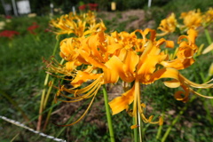DSC00602